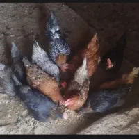 مرغ محلی|حیوانات مزرعه|گلمکان, |دیوار