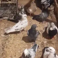 کفتر|پرنده|قم, هفت تیر|دیوار