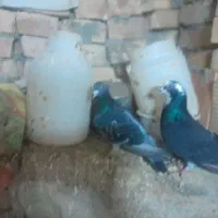 نرو ماده جفت پرشی