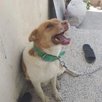گم شده