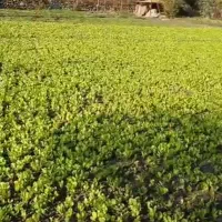 نهال کاهو پیچ روغنی نوکنده|گل و گیاه طبیعی|نوکنده, |دیوار