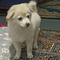 توله سه ماهه فوق‌العاده خوشگل و بازیگوش|سگ|قم, صفائیه|دیوار