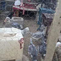 مرغ گلین طوسی با ۹عدد جوجه بزرگ|حیوانات مزرعه|عنبرآباد, |دیوار