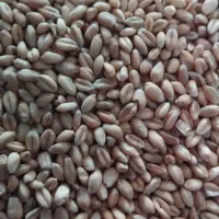 گندم آبی پیشگام