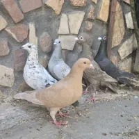 ماده پلاکی جوان درجه یک