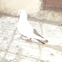 دمبی وسینه زرد ماده