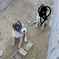 گمشده لطفااگردیدیداطلاع دهید|سگ|قائن, |دیوار