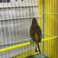 قناری|پرنده|رشت, سعدی (تختی)|دیوار