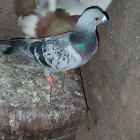 کبوتر|پرنده|سبزوار, صالح آباد|دیوار