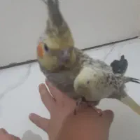 عروس هلندی  ۴ماه دون خور