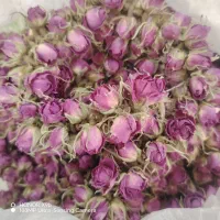 غنچه گل محمدی