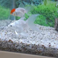 کوی شورت بادی وارداتی