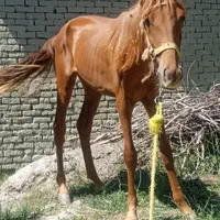 اسب نره جوان|اسب و تجهیزات اسب‌سواری|شیروان (خراسان), |دیوار