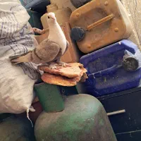 کربلایی و عروس هلندی