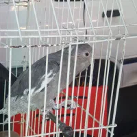 عروس هلندی|پرنده|تهران, امیریه|دیوار