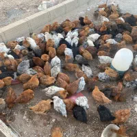 جوجه مرغ محلی کرمانشاهی زیر مرغی|حیوانات مزرعه|سیرجان, |دیوار