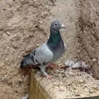 پلاکی|پرنده|یاسوج, |دیوار
