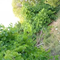 باغشهری سپیدان (کوشکک و شیربابا)|فروش دفتر صنعتی، کشاورزی، تجاری|سپیدان, |دیوار