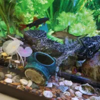 اکواریوم شرکتی ۱متری|ماهی|اسکو, |دیوار