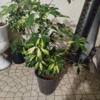 گل طبیعی|گل و گیاه طبیعی|تهران, نعمت‌آباد|دیوار