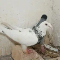 سبزو سینه
