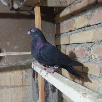 کبوتر گرفتنی|پرنده|ارومیه, |دیوار