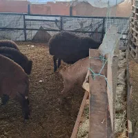 بره نر و ماده