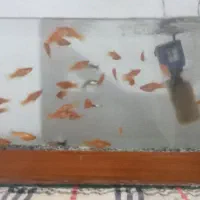 فروش ماهی واکواریم