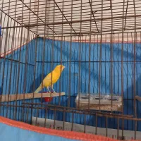 قناری نر بخوان