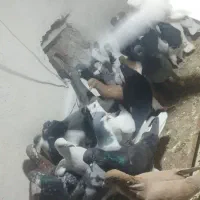 ۴۰تا کفتر پرشی زدوخوردی|پرنده|آبگرم, |دیوار