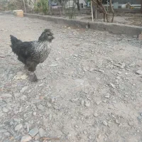 جوجه برهما