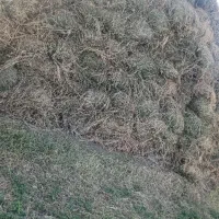 علف یونجه|حیوانات مزرعه|خوی, |دیوار