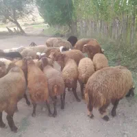تعداد ۲۸ راس کاور داشتی نر جفتی ۵۲ م کیلوم ۷۲۰