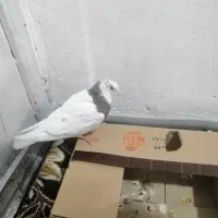 کبوتر. طوقی|پرنده|جوانرود, |دیوار