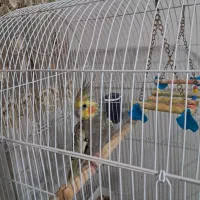 عروس هلندی|پرنده|آستارا, |دیوار