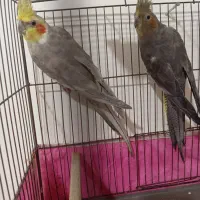 فروش جفت عروس هلندی سخنگو