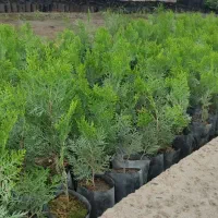 نشا کامیس سبز فشرده و سرطلا