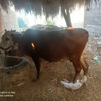 گاو|حیوانات مزرعه|گله دار, |دیوار