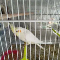 جفت عروس|پرنده|گلبهار, شهر جدید گلبهار|دیوار