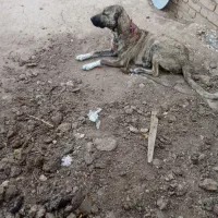 سگ ماده