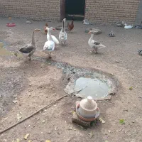 تعویض بوقلمون نرباماده|حیوانات مزرعه|مشهد, بهارستان|دیوار