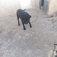 سگ ماده|سگ|سردرود, |دیوار