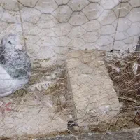 کفتر هفترنگ