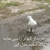 کبوتر|پرنده|رودسر, |دیوار