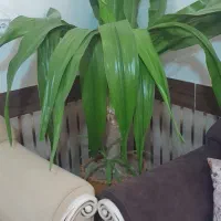 گل ذرتی|گل و گیاه طبیعی|مرودشت, گندم|دیوار