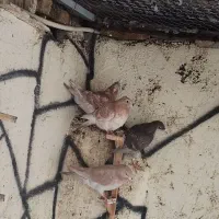 جوجه کبوتر|پرنده|تربت‌حیدریه, بالا ولایت|دیوار