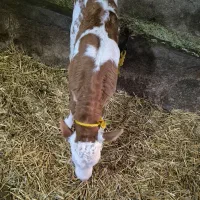 گوساله سیمینتال تازه متولد شده ماده|حیوانات مزرعه|سرعین, |دیوار