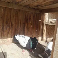 سینه ای|پرنده|قم, چهار مردان|دیوار