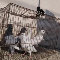 کفتر پرشی|پرنده|مینودشت, |دیوار