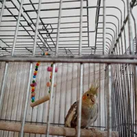 عروس هلندی ماده  /پرورش خانگی /بازدید شهر جویبار|پرنده|ساری, |دیوار